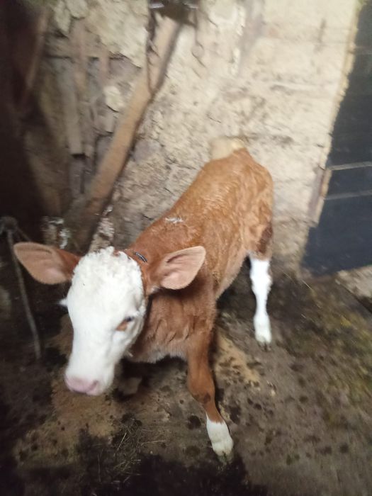 Vitică 4 săptămâni