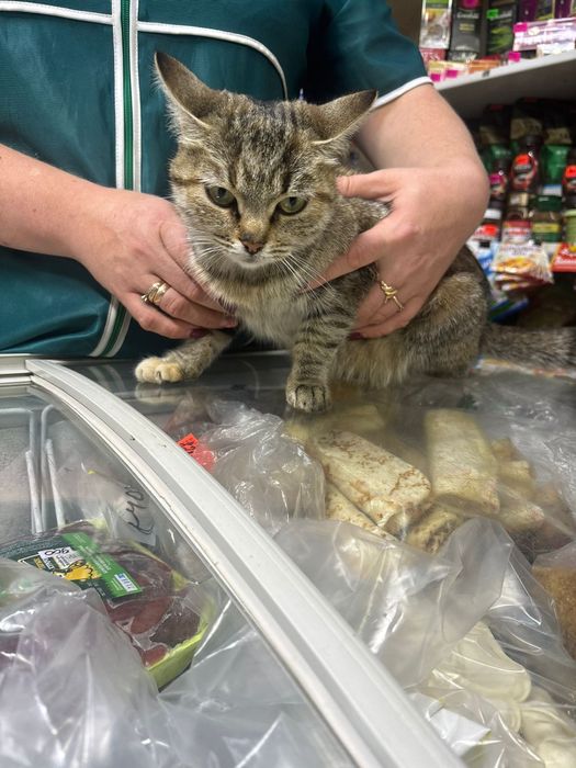 Отдадим кошку в хорошие руки