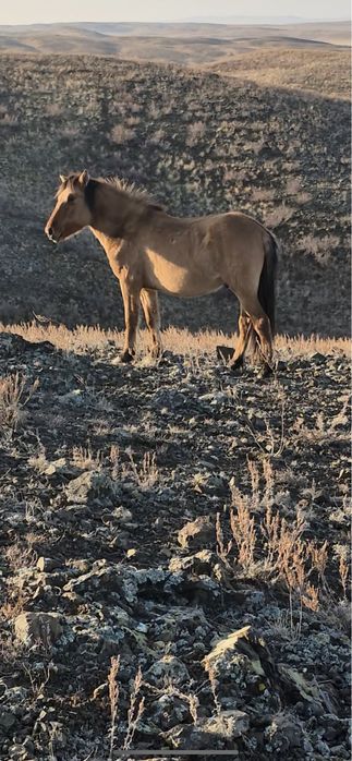 Мз Тай сатылады 2024 жылғы