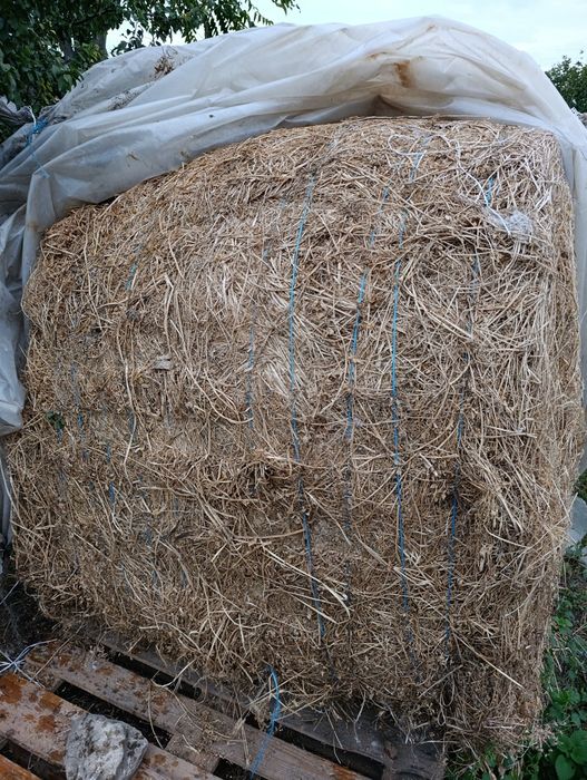 Baloți lucerna coasa 1