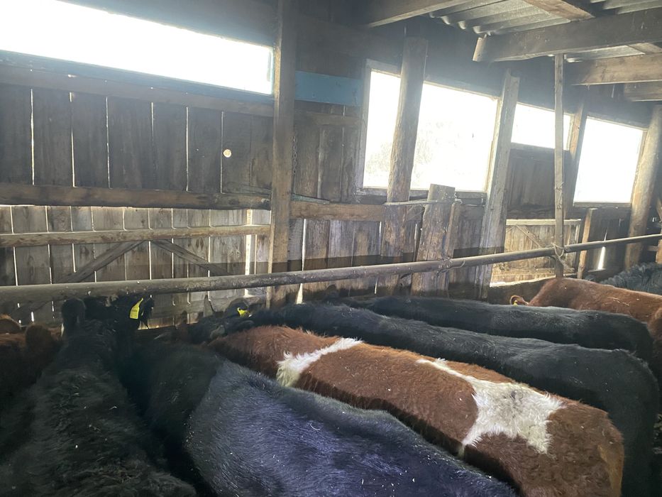 Продам бычков подсос 14 голов