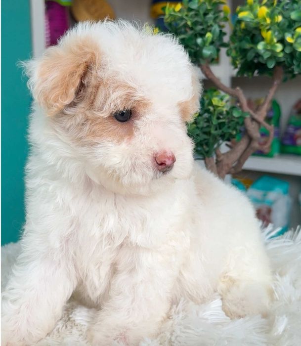 Bichon  havanez  fetiță  700 lei