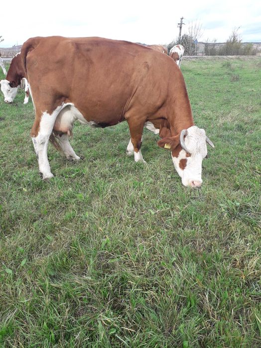 Vând vacă bălțată