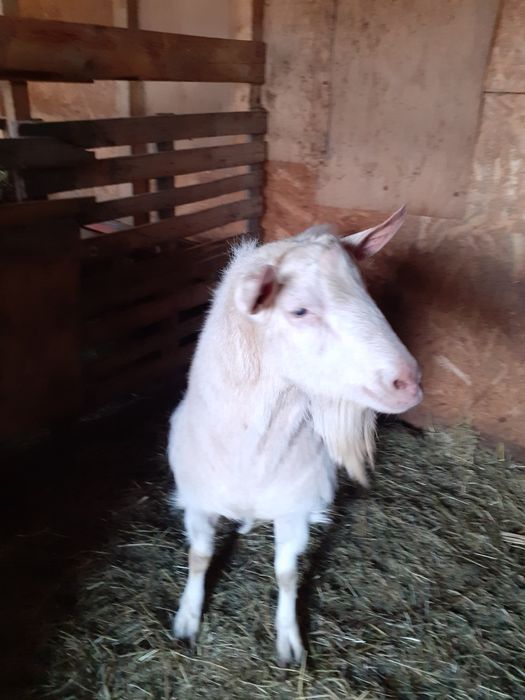 Țap mascul sannen