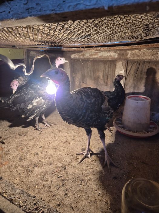 Продам индюшат, самки 4,5 месяца