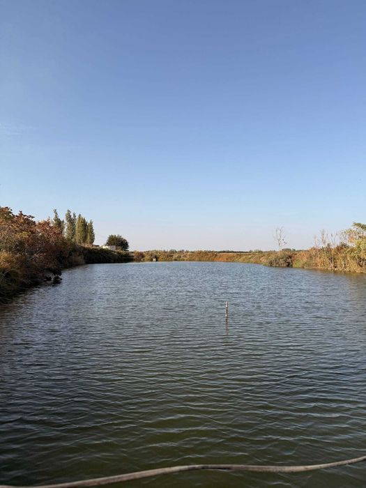 Сазан / Толстолоб / Беламур — сифатли ва ширин балиқлар!