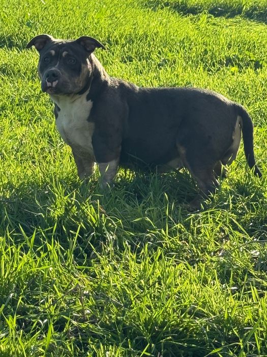 Американско були ТОП