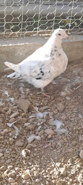 Porumbei texan maturi/pui