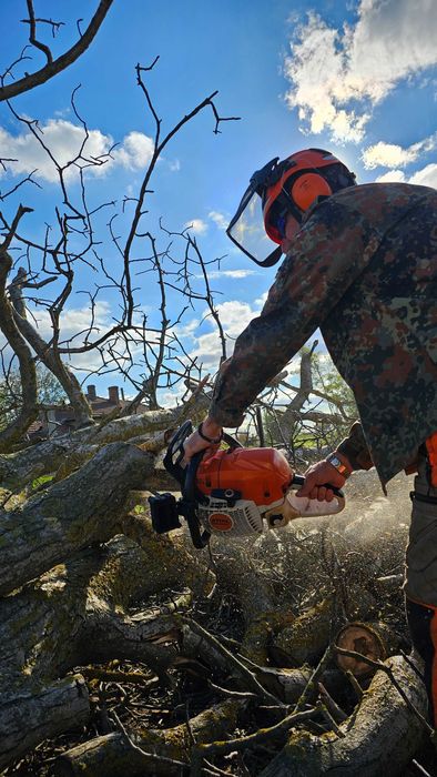Рязане на опасни дървета с автовишка
