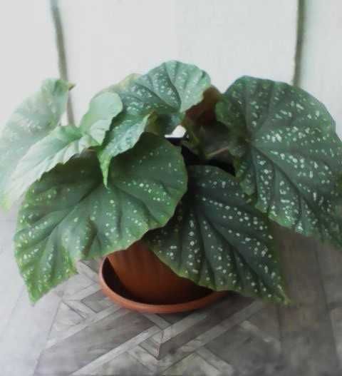 Продавам Кралска бегония