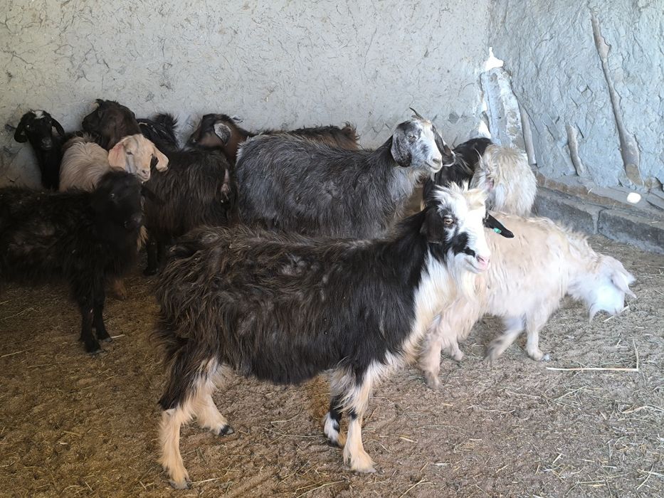 Echki sotiladi bugʻuz