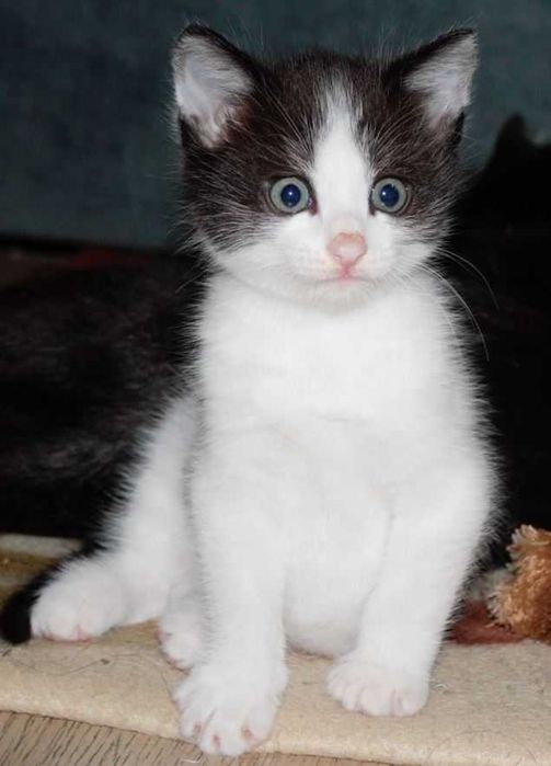 Котёнок 1,5 месяца