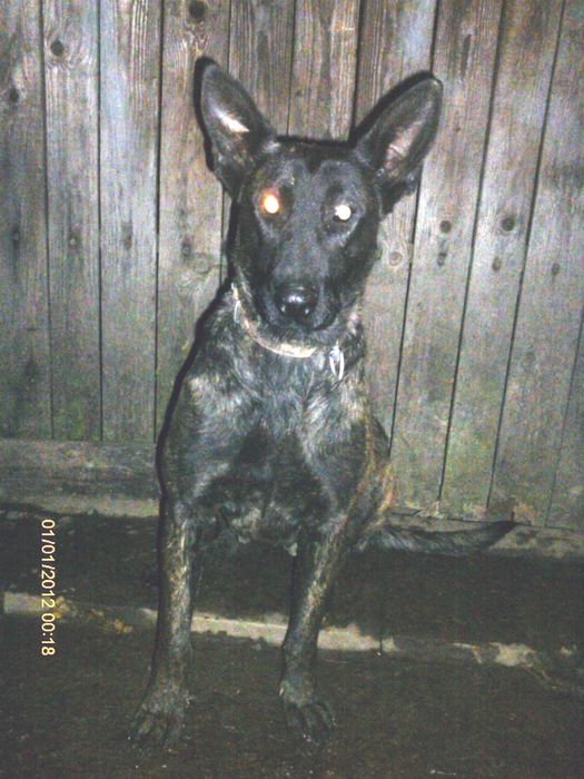 Белгийска и холандска овчарка