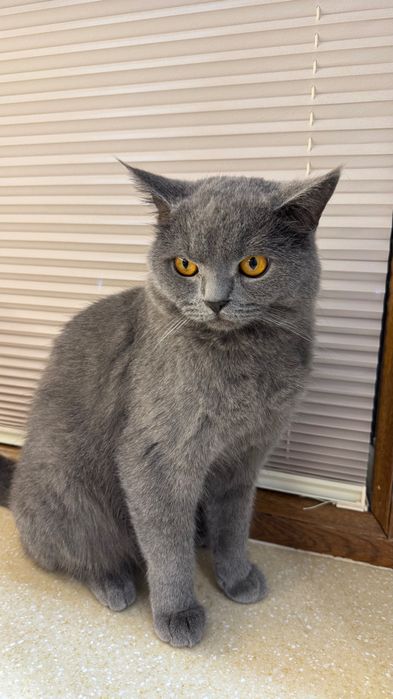 Britanskiy qoni toza