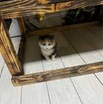 Отдам котят в хорошие руки