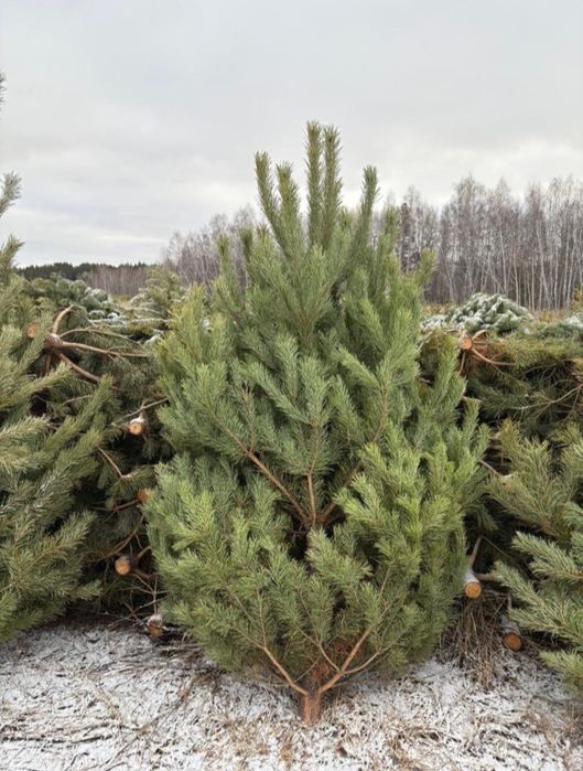 Продам ёлки и сосны