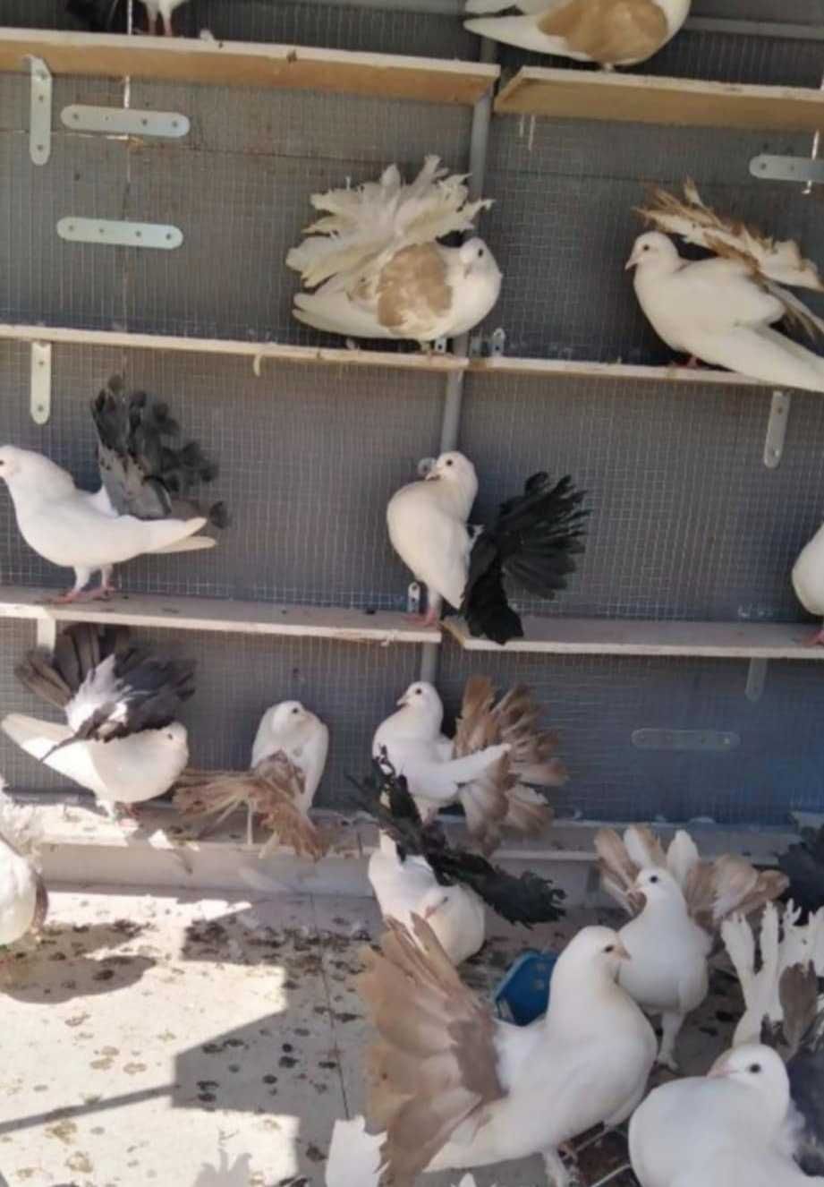 Продавам фенерлии