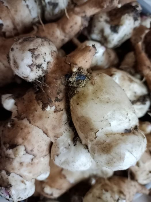 Продам топинамбур, полезен при диабете