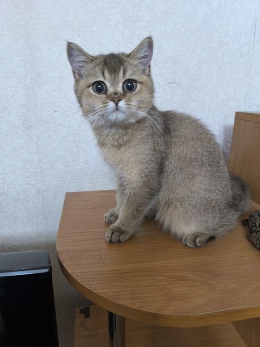 Продаётся британская кошечка породы шиншилла