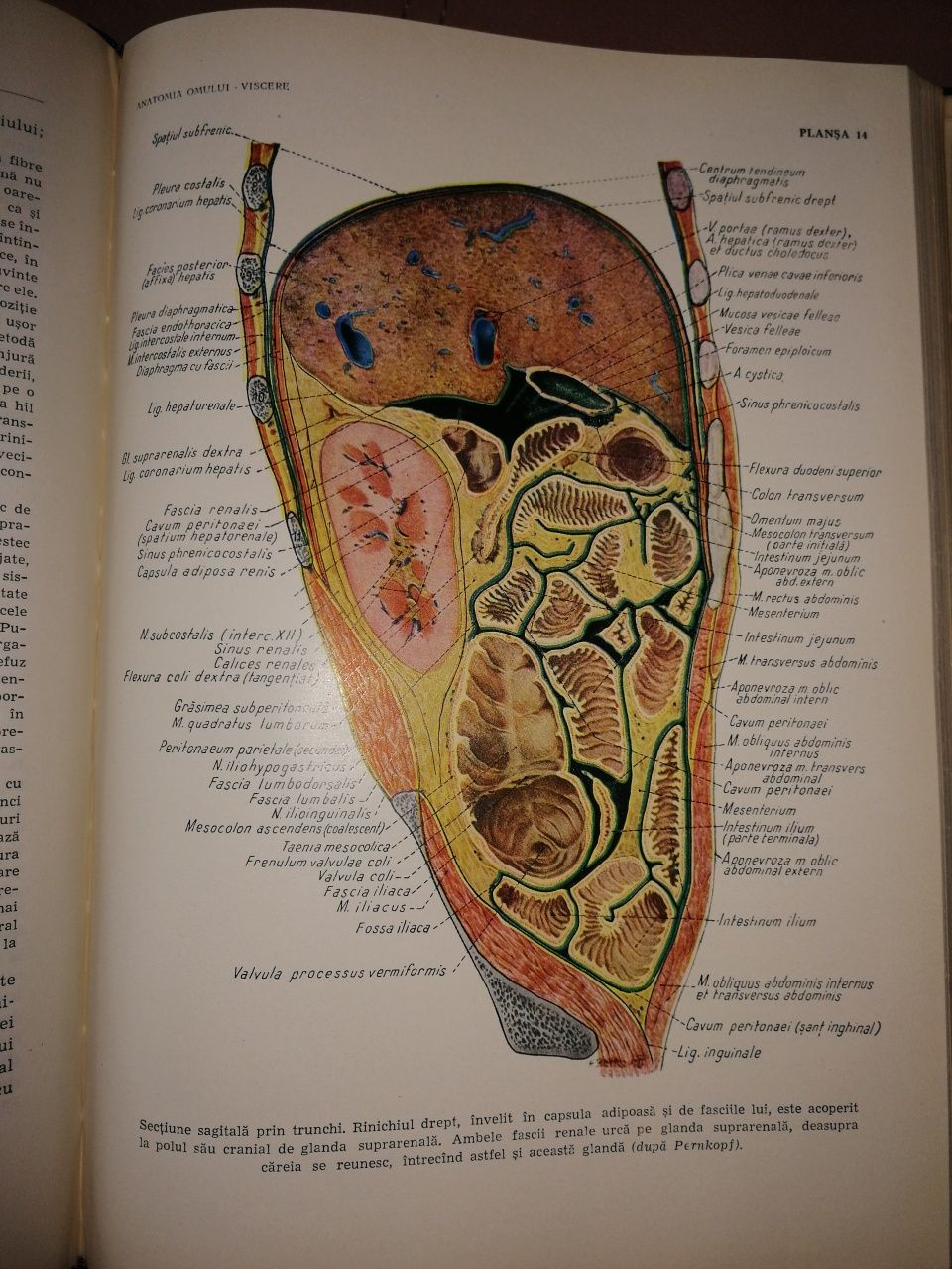 Anatomia Omului Viscere