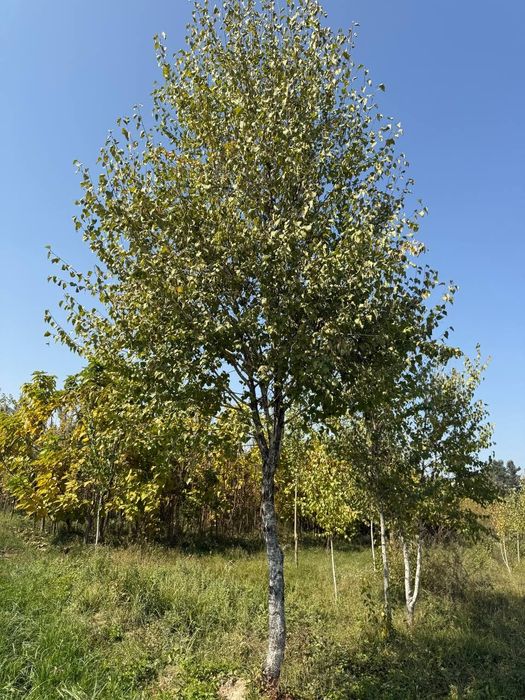 Берёза российская