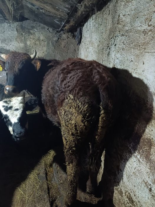 бык возраст 1 год 7месацев