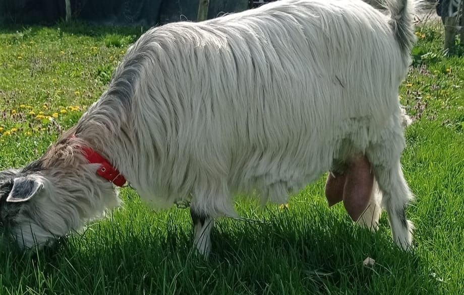Vând capre foarte bune de lapte