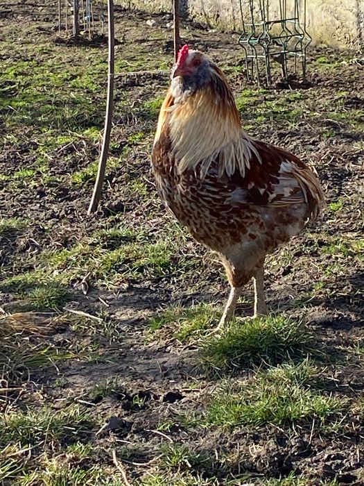 Vând ouă Araucana pentru incubat - găini și cocoș de rasă curată