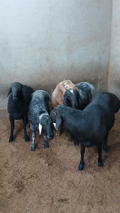 Qo'chqorlar | Баран