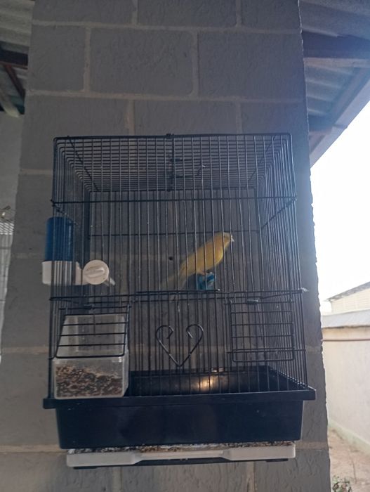 Продается поющая канарейка тройник с клеткой