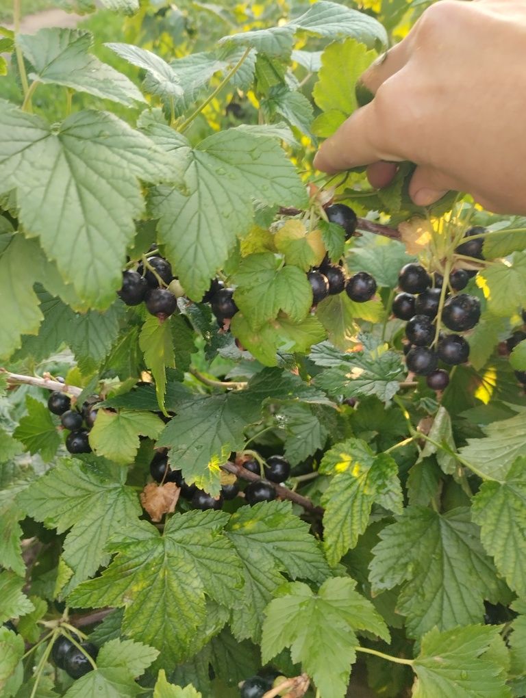 Продам домашнюю черную смородину,ароматную.