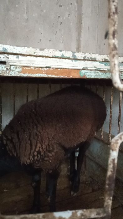 Sõyishga ikkita qõy sotiladi