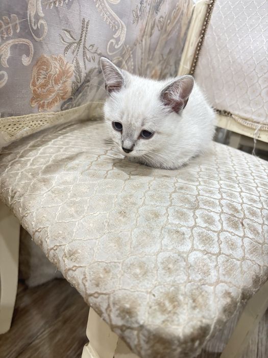 Катенок , девочка 3 месяца отдам