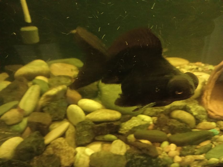 Продам или обеняю аквариумную рыбку телескоп