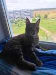 Котик мальчик в добрые руки