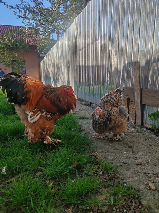 Păsări Brahma diferite culori