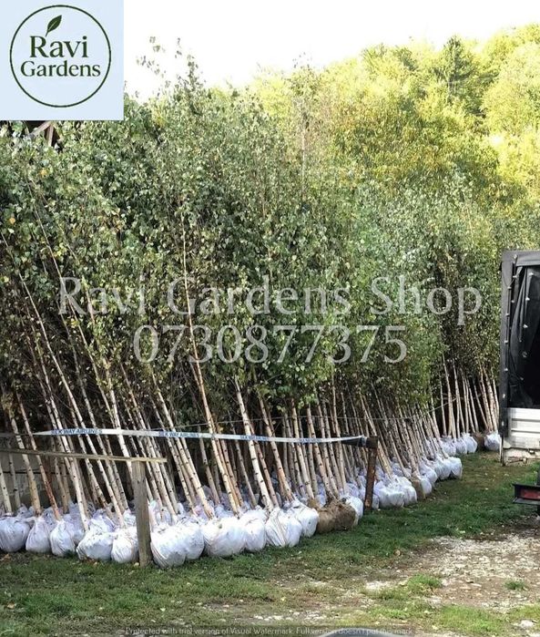 Arbori Foioși Tei, Platan | Mesteacăn 3m la 150 Lei