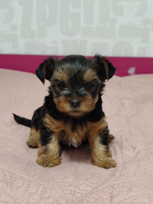 Йоркширски териер