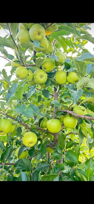 Продам местные вкусные яблоки разных сортов