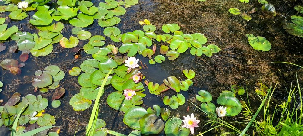 Nuferi maturi, infloresc in mai 2026