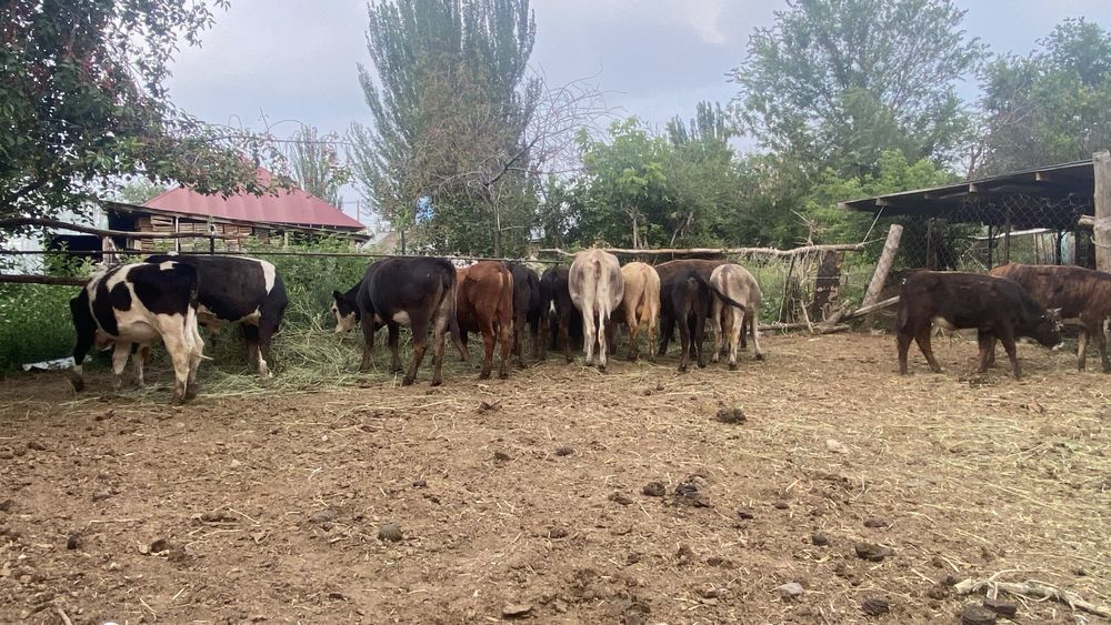 Продам бычков оптом срочно