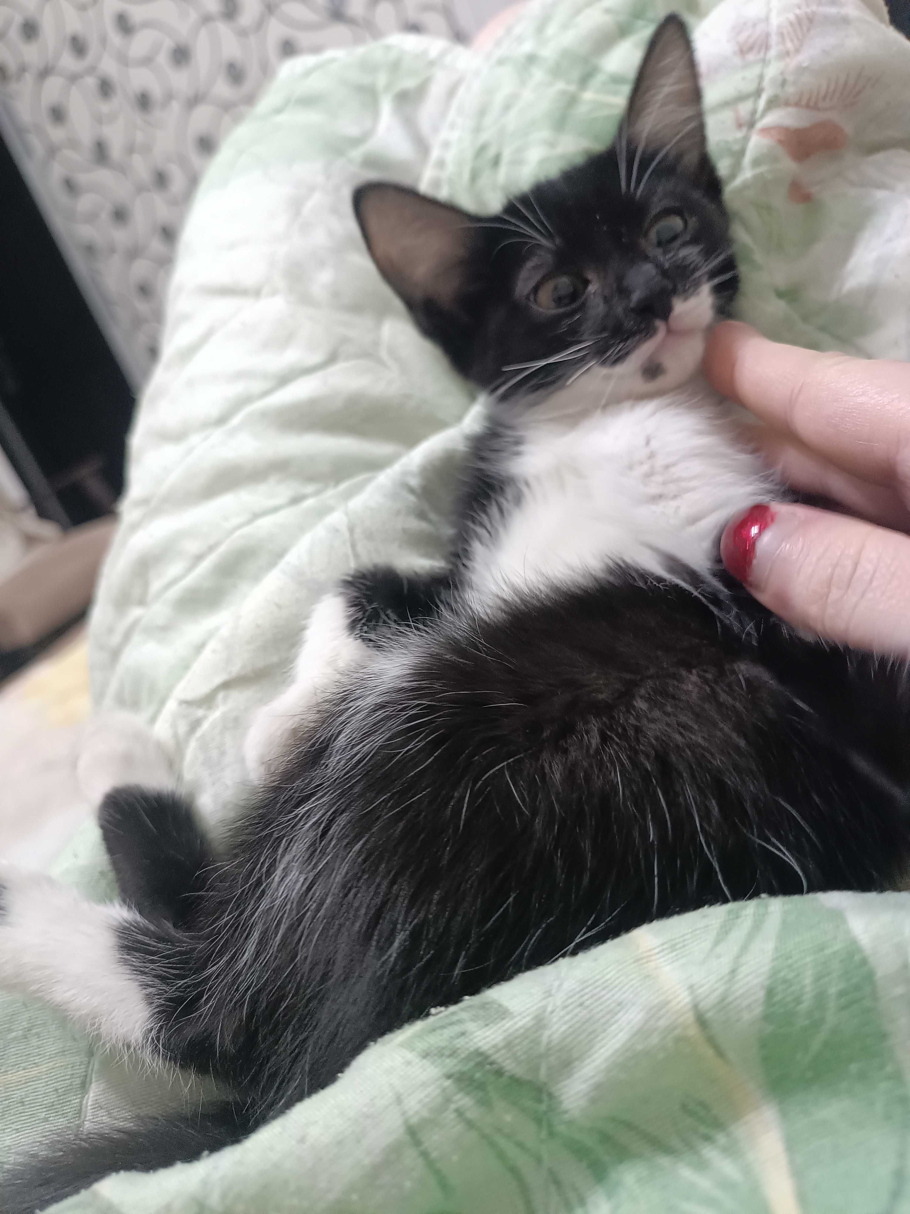 Котенок девочка красавица.