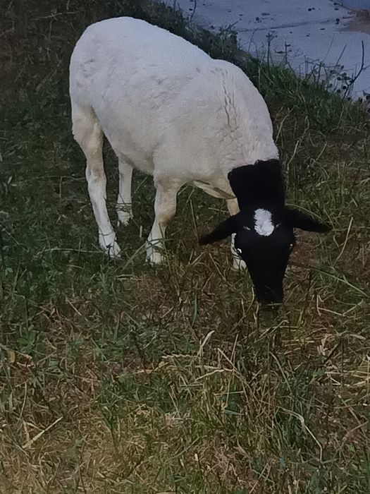 Berbec și berbecuți Dorper de vinzare