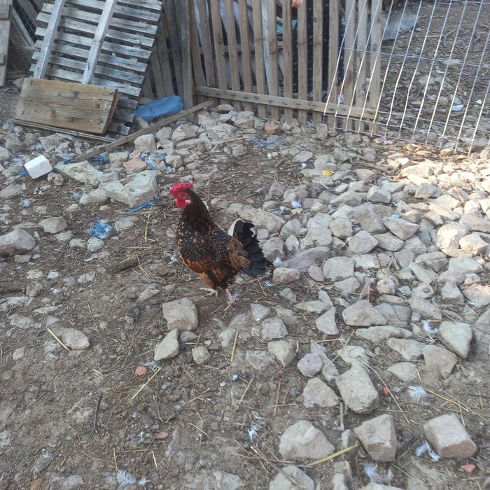 Cocoși iopani de vânzare