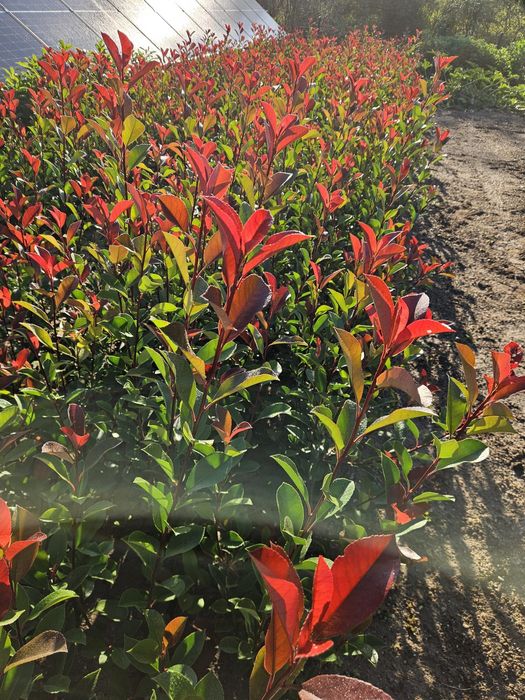 Photinia Carre Rouge gard viu