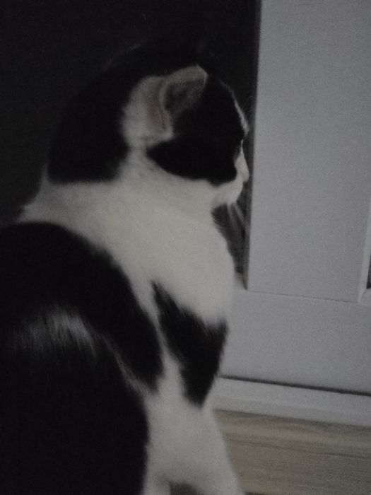 Pisică pentru adoptie