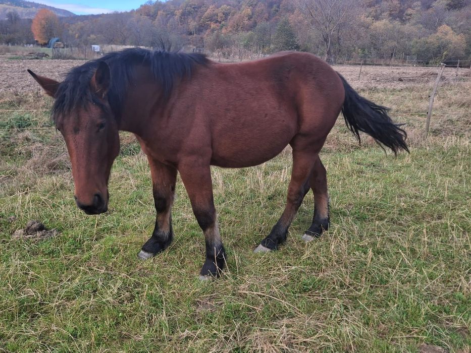 Mânz 5 luni și carlan 1, 5 ani