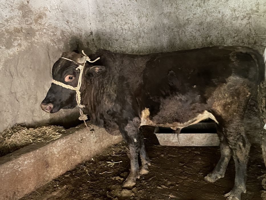 Boqilgan buqalar sotiladi Sroshna Pastdargomda