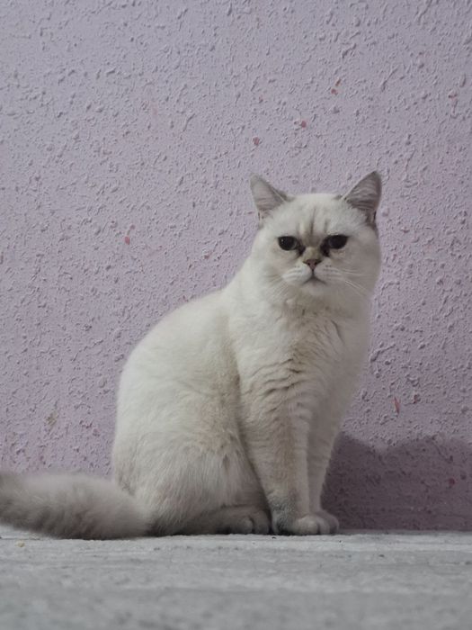 Britan serbrsty shinshilla vyazkaga