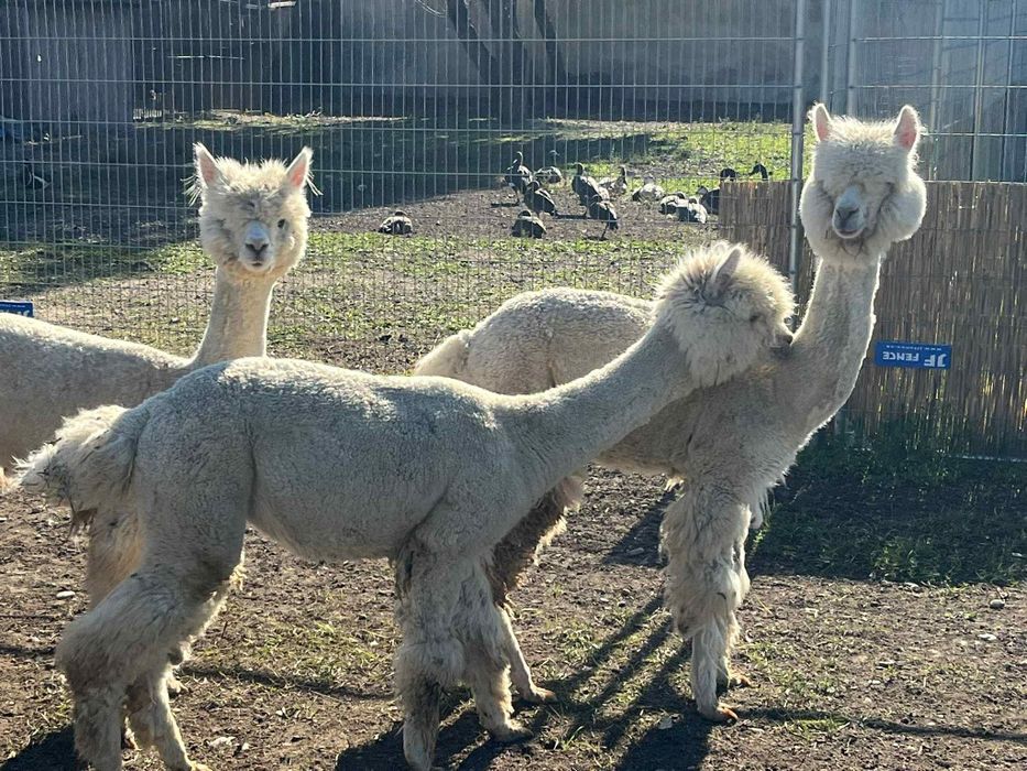 Alpaca femele disponibile